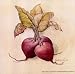 Beets Art Poster PRINT Deb Collins 6x6