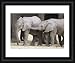 Kitchen & Housewares : Baby African elephants - Framed Print 24x20 (61x51cm) by Robert Harding
