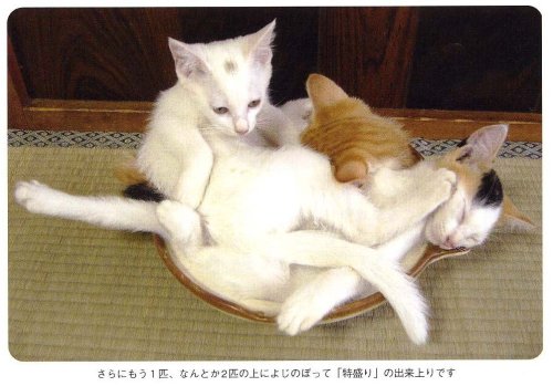 ねこ鍋―みちのく猫ものがたり奥森 すがり