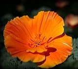 51pNGDr6bYL. SL160  California Poppy Seeds