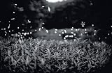 Gregory Crewdson: Fireflies