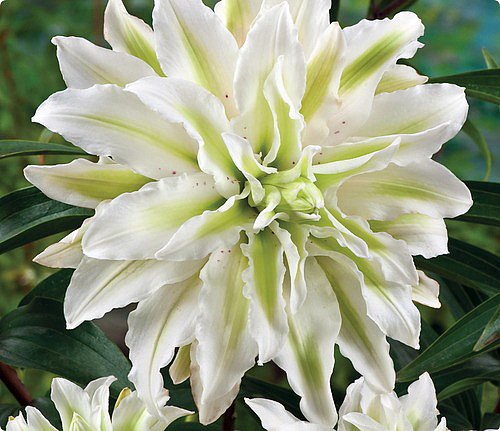 'Lodewijk' Double Oriental Lily 2 Bulbs 16/18cm - White/ Lime Green