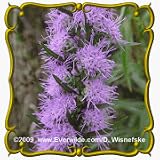 1 Oz Button Blazing Star (Liatris aspera) Bulk Wildflower Seeds