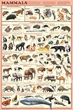 Mammals Educational Poster