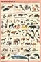 (24x36) Mammals Educational Science Chart Poster