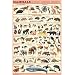 (24x36) Mammals Educational Science Chart Poster