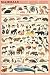 Mammals Educational Poster