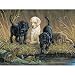 Ravensburger FX Schmid Turtle Hunters 500 Piece Puzzle