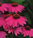 Amazon / Hirts: Perennials; Sun: Pow Wow Wild Berry Coneflower - 25 Plants - Echinacea