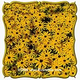 Orange Coneflower (Rudbeckia fulgida) Jumbo Wildflower Seed Packet - 600 Seeds