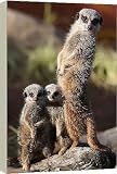 Box Canvas Print of Baby Meerkats at Blair Drummond Safari Park from PA Photos