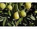 Photographic Prints of WAT-13038 Guava - fruit from Ardea Wildlife Pets