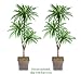Two 6' Dracaena Tripled Artificial Palm Tres Silk Plants, with No Pot,