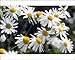 Photographic Prints of ME-1683 German Chamomile flowers from Ardea Wildlife Pets
