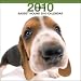 Basset Hound 2010 Wall Calendar