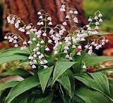 Rare Pink Lily of the Valley Pip -Convallaria rosea