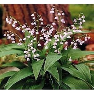 Pink Lily of the Valley Flower