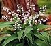 Rare Pink Lily of the Valley Plant - Great in Shade!