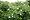 www.wildrosen.com - Wildrosen Wildrosenhecke 50 - 80 cm