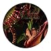 Amazon MP3: Carnivores at Amazon mp3: 51pQbOS50oL._SL75_