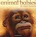 Animal Babies in Forests