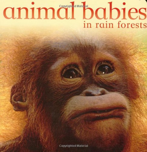 Animal Babies in Rain Forests