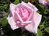 バラ苗 ラフランス 角鉢新苗 木立バラ 四季咲き ピンク 強健 バラ 苗 薔薇 バラ苗木