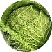 Savoy Cabbage Art - Fridge Magnet - Fibreglass reinforced plastic - Novelty Décor and Ideal Gift for all Occassions