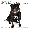 Portrait Studio Staffordshire Bull Terriers Multilingual