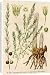 Canvas Prints of Plants/asparagus from Mary Evans