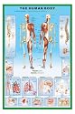 The Human Body poster Biology Facts New Educational - 36 x 24 Inches (91.5 x 61 cms)