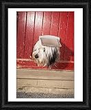Framed Print of DOG - Looking out of cat flap from Ardea