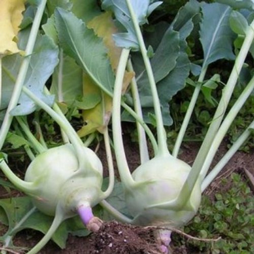 Kohlrabi - Early White Vienna (100 Samen)