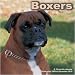 Boxers 2010 Wall Calendar