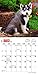 Siberian Husky Puppies 2017 Calendar