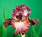 Amazon / Hirts: Bulbs: Outlaw Trail Tall Bearded German Iris 1 Rhizome