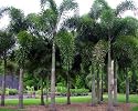 Foxtail Palm - Wodyetia Bifurcata - 50 Seeds
