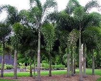 Foxtail Palm - Wodyetia Bifurcata - 50 Seeds