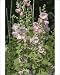 Photographic Prints of LA-2455 Hollyhocks - in garden from Ardea Wildlife Pets
