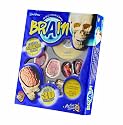 Brain Anatomy Model
