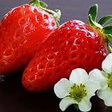 国華園　いちご苗　東京イチゴ純ベリー2(P)　3株