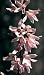 Rare Pink Forsythia - Soft Pink - Outdoors or Bonsai