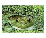 Hey, hiding frogs ARE funny