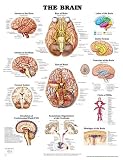The The Brain Anatomical Chart