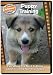 Puppy Training: Everything You Need to Know About Training Your New Puppy