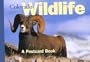 Colorado Wildlife: A Postcard Book (Postcard Books)