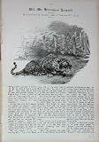 C1916 Bill Himalayan Leopard Wild Cat Animal Plummer