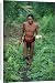 Canvas Prints of Mentawai Medicine Man gathering medicinal plants in the rainforest from ArcticPhoto