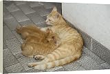 Box Canvas Print of Cat - ginger tabby with kittens suckling from Ardea