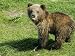 Alaskan Brown Bear, Baby Bear Sticking Tongue Out, Alaska Photographic Poster Print b...